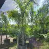 Royal Palm - Classic Royal Palm - for sale in Florida