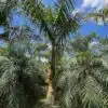 Royal Palm - Classic Royal Palm - for sale in Florida