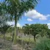 Royal Palm - Classic Royal Palm - for sale in Florida