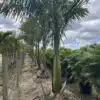 Royal Palm - Classic Royal Palm - for sale in Florida