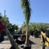 Royal Palm - Classic Royal Palm - for sale in Florida