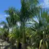 Royal Palm - Classic Royal Palm - for sale in Florida