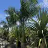 Royal Palm - Classic Royal Palm - for sale in Florida