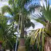 Royal Palm - Classic Royal Palm - for sale in Florida